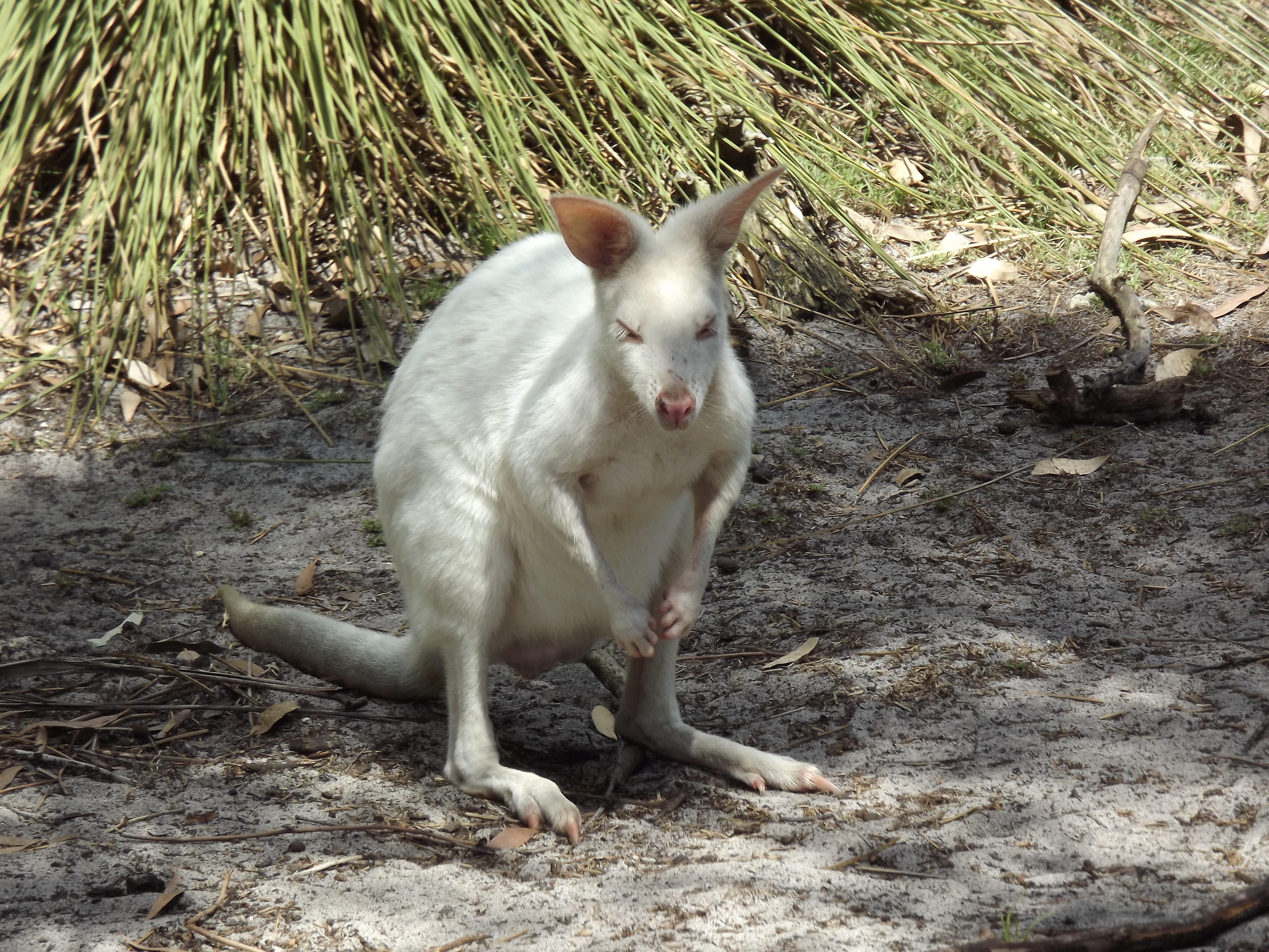 Kangaroo